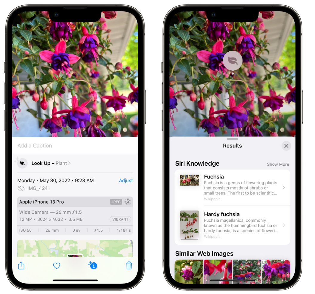 黎平苹果手机维修分享小技巧：使用 iPhone 相机识别花卉植物 